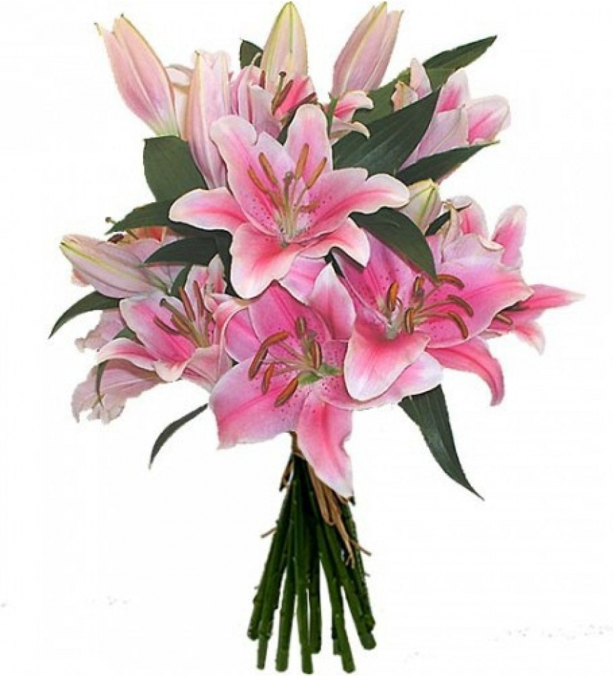Розовые лилии Розовые лилии