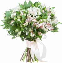 Белые альстромерии