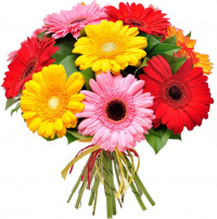 Герберы микс №1